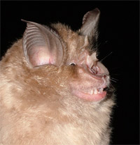 nagypati