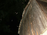 pygmi